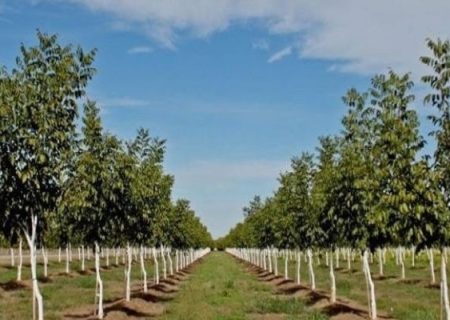 درخت‌کاری در سطح ۲۸۰۰ هکتار انجام می‌شود