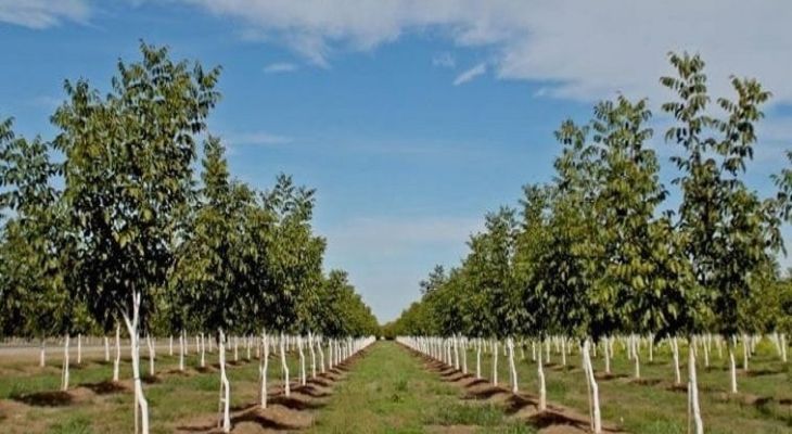 درخت‌کاری در سطح ۲۸۰۰ هکتار انجام می‌شود