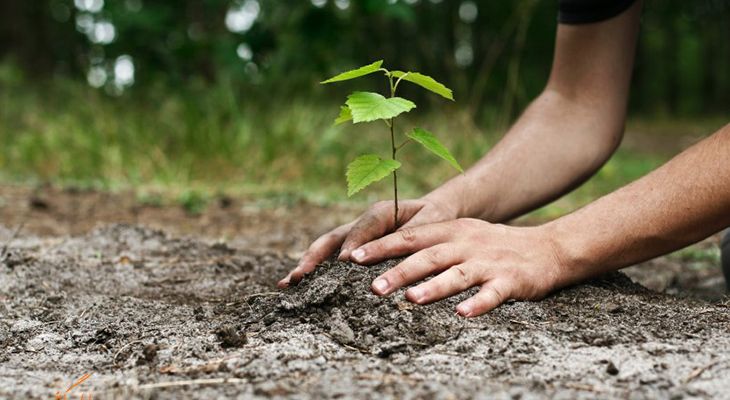 روز درختکاری و اهمیت آن