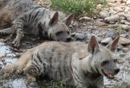 قاب‌هایی ناب از حیات وحش رومشکان