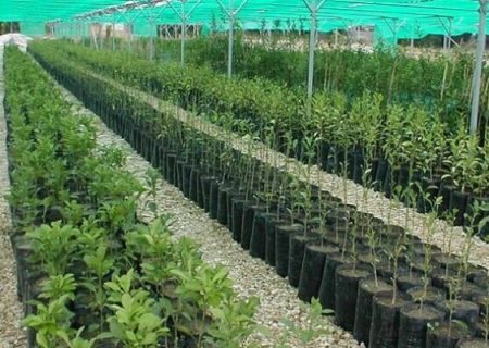 جنگل‌های لرستان با کاشت نهال احیا می‌شوند