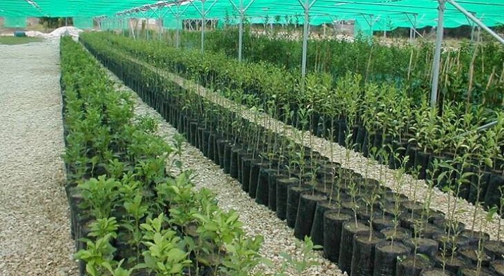جنگل‌های لرستان با کاشت نهال احیا می‌شوند
