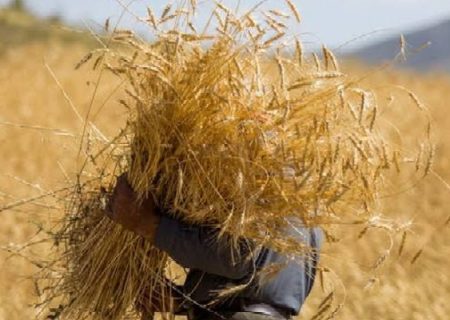 کشاورزان لرستانی ۱۶۳ هزار تُن گندم تحویل دادند