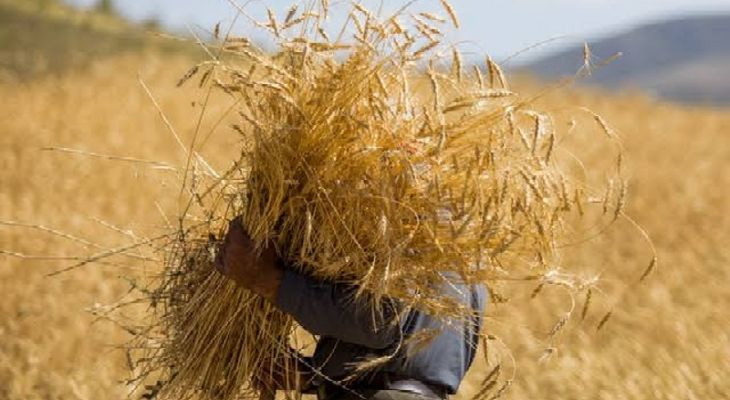 کشاورزان لرستانی ۱۶۳ هزار تُن گندم تحویل دادند