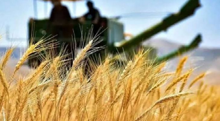 برداشت ۲۹ هزار تن غلات در شهرستان رومشکان