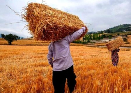 ۲۹۴هزار تُن گندم از کشاورزان لرستان خریداری شد