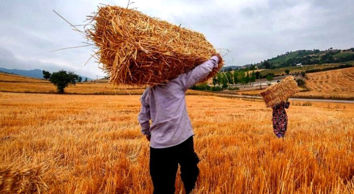 ۲۹۴هزار تُن گندم از کشاورزان لرستان خریداری شد