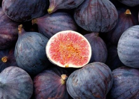 پیش‌بینی برداشت ۵۰هزار تن انجیر سیاه در پلدختر