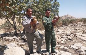 بازگشت دو سارگپه معمولی به طبیعت در مهله‌کوه