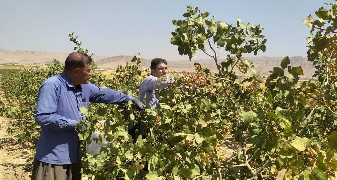 آغاز برداشت پسته از باغات رومشکان