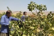 آغاز برداشت پسته از باغات رومشکان