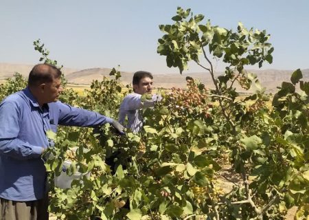 آغاز برداشت پسته از باغات رومشکان