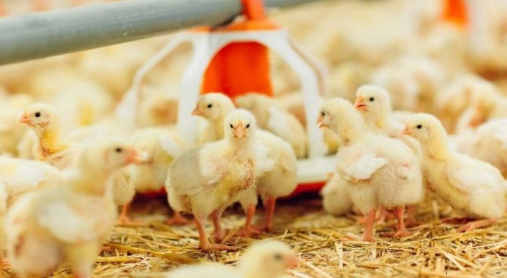 جوجه‌ریزی در بروجرد از ۸۵۰ هزار قطعه گذشت