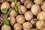 ثبت ملی گردوی کهمان فرصتی برای گردشگری سلسله