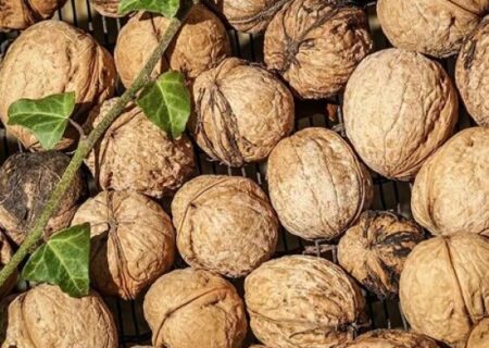 ثبت ملی گردوی کهمان فرصتی برای گردشگری سلسله