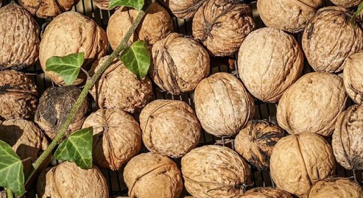 ثبت ملی گردوی کهمان فرصتی برای گردشگری سلسله